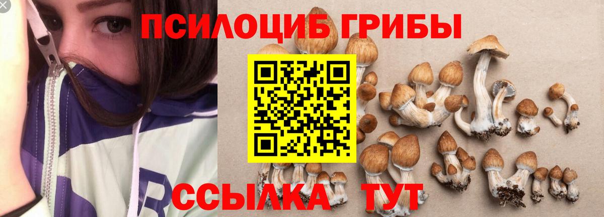 Кудрово  магазин продажи   Вход с VPN  Галлюциногенные грибы GOLDEN TEACHER  Псилоцибиновые грибы мицелий 